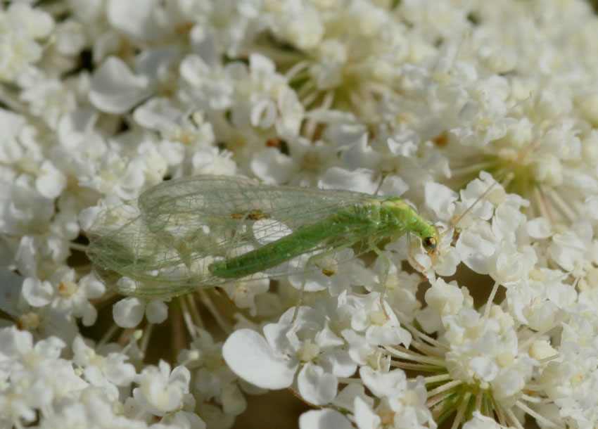 Dichochrysa prasina e altre Chrysopidae